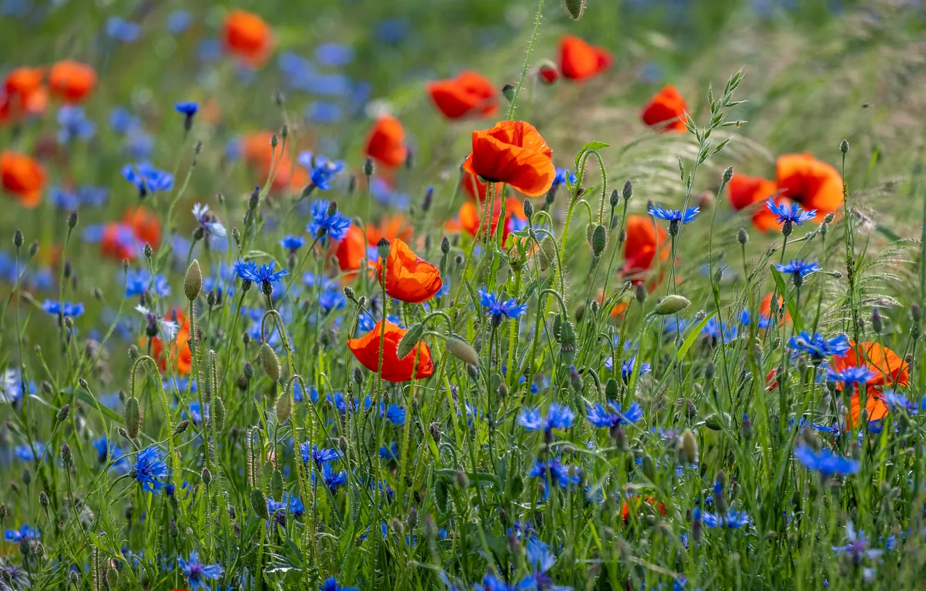 Photo wallpaper summer, flowers, blue, red, Maki, cornflowers, poppy field
