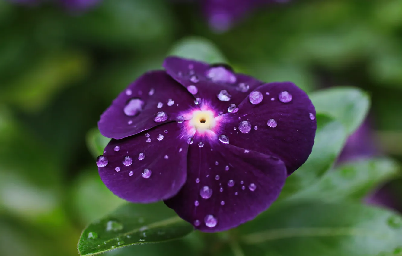 Photo wallpaper drops, petals, violet