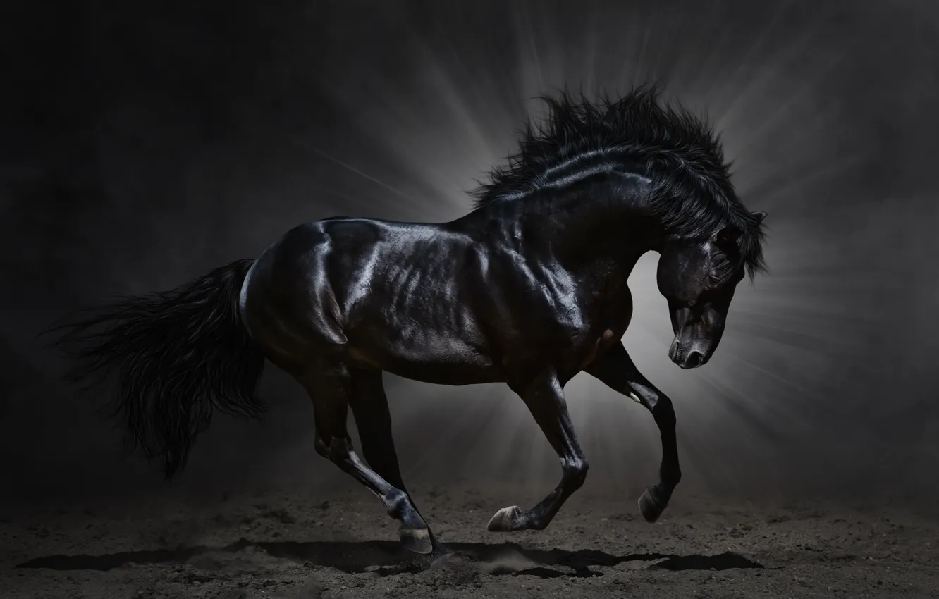 Photo wallpaper animal, horse, horse, mane
