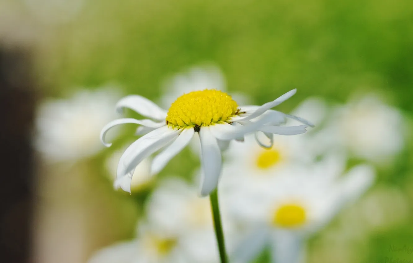 Photo wallpaper flowers, background, widescreen, Wallpaper, chamomile, blur, wallpaper, flowers