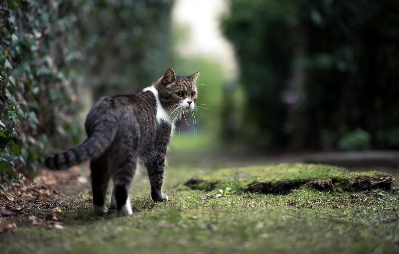 Photo wallpaper cat, look, background