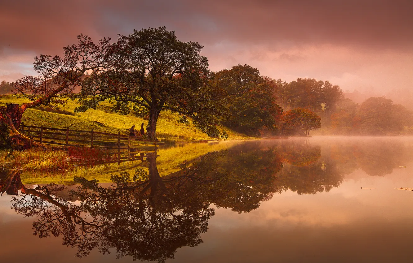 Photo wallpaper trees, fog, lake, reflection