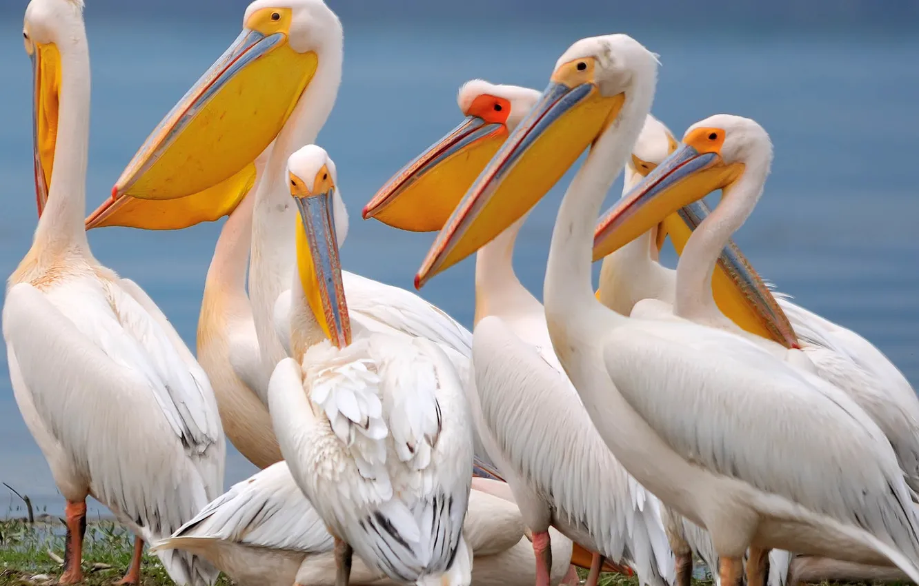 Photo wallpaper birds, feathers, beak, Pelican