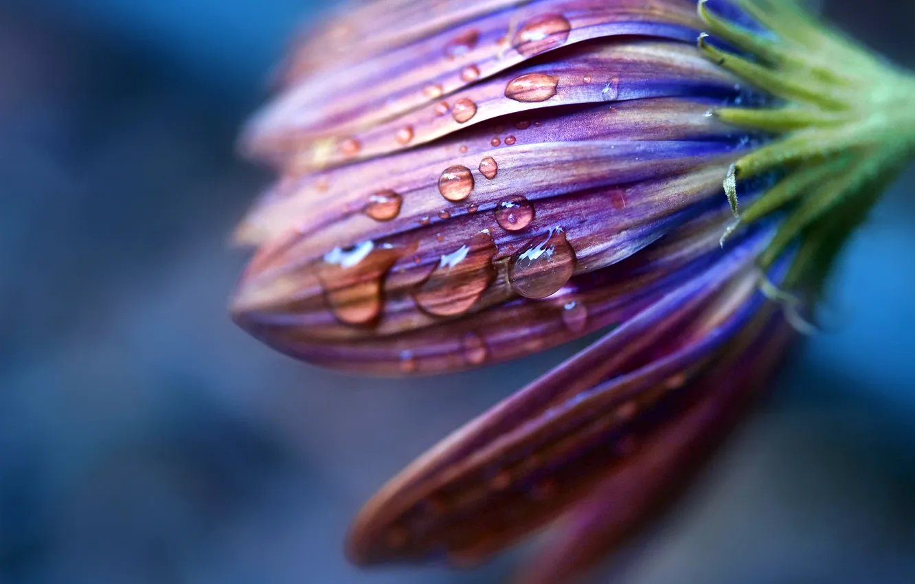 Photo wallpaper drops, macro, flowers, photo, plant, petals