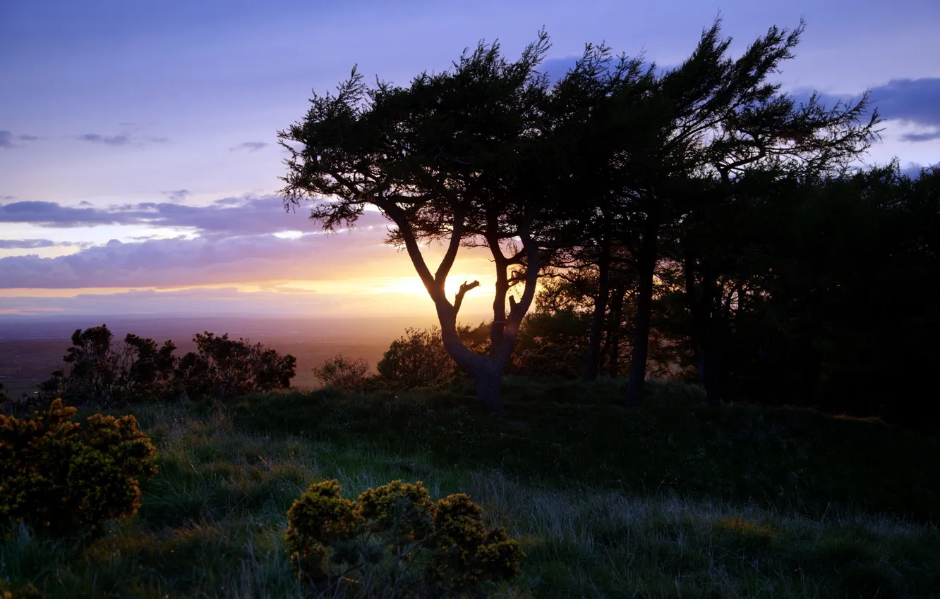 Photo wallpaper trees, landscape, sunset