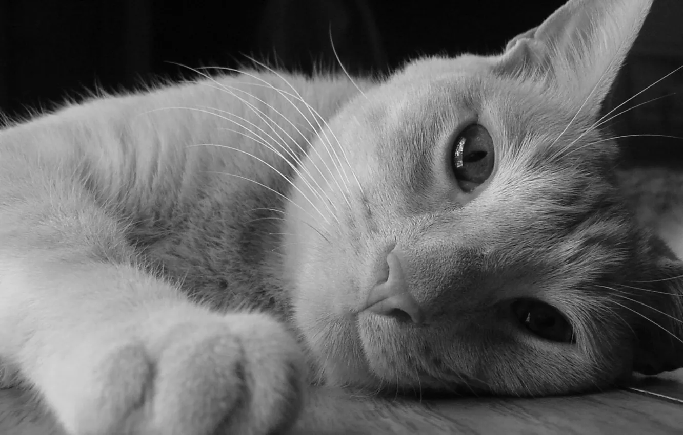 Photo wallpaper cat, look, muzzle, lies, h\b