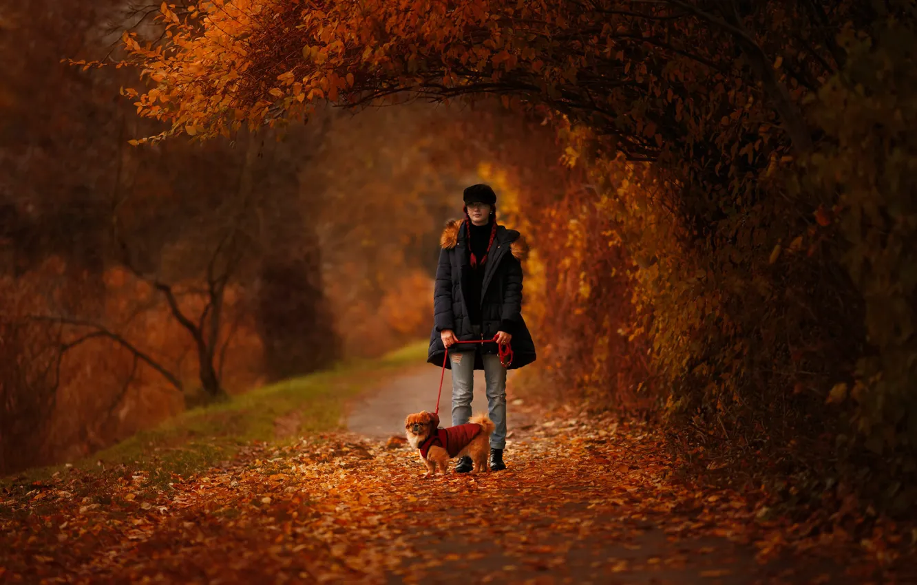 Photo wallpaper autumn, girl, branches, nature, Park, foliage, dog, walk