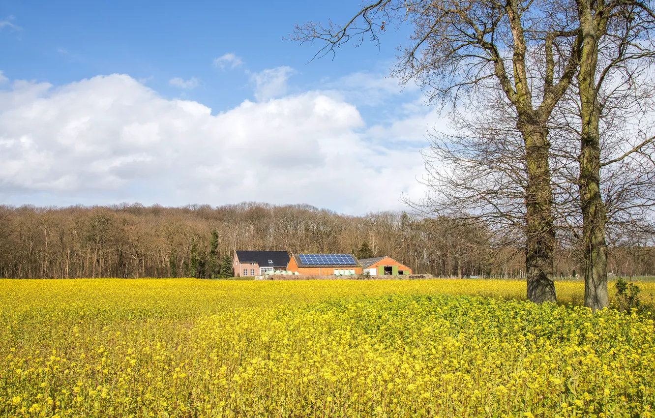 Photo wallpaper field, forest, clouds, trees, flowers, branches, yellow, home