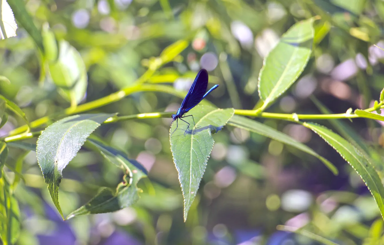 Photo wallpaper summer, macro, dragonfly, dragonfly