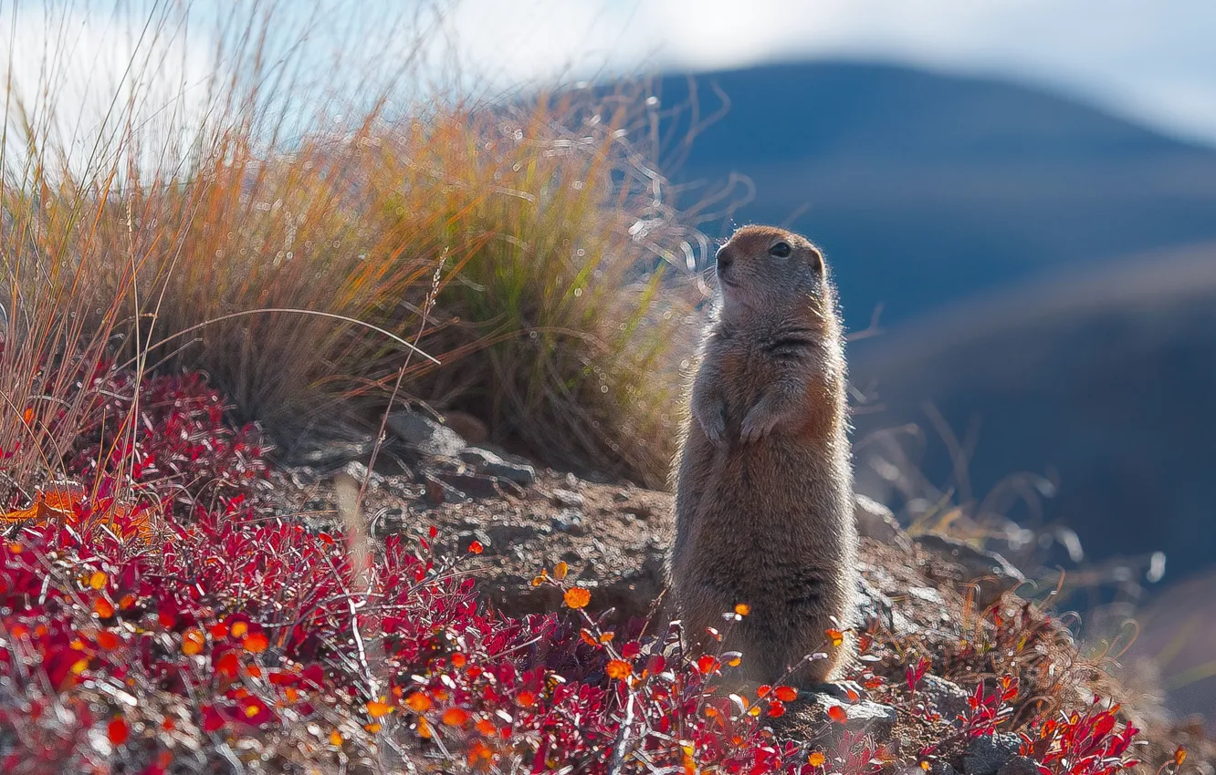 Photo wallpaper animal, rodent, the ground