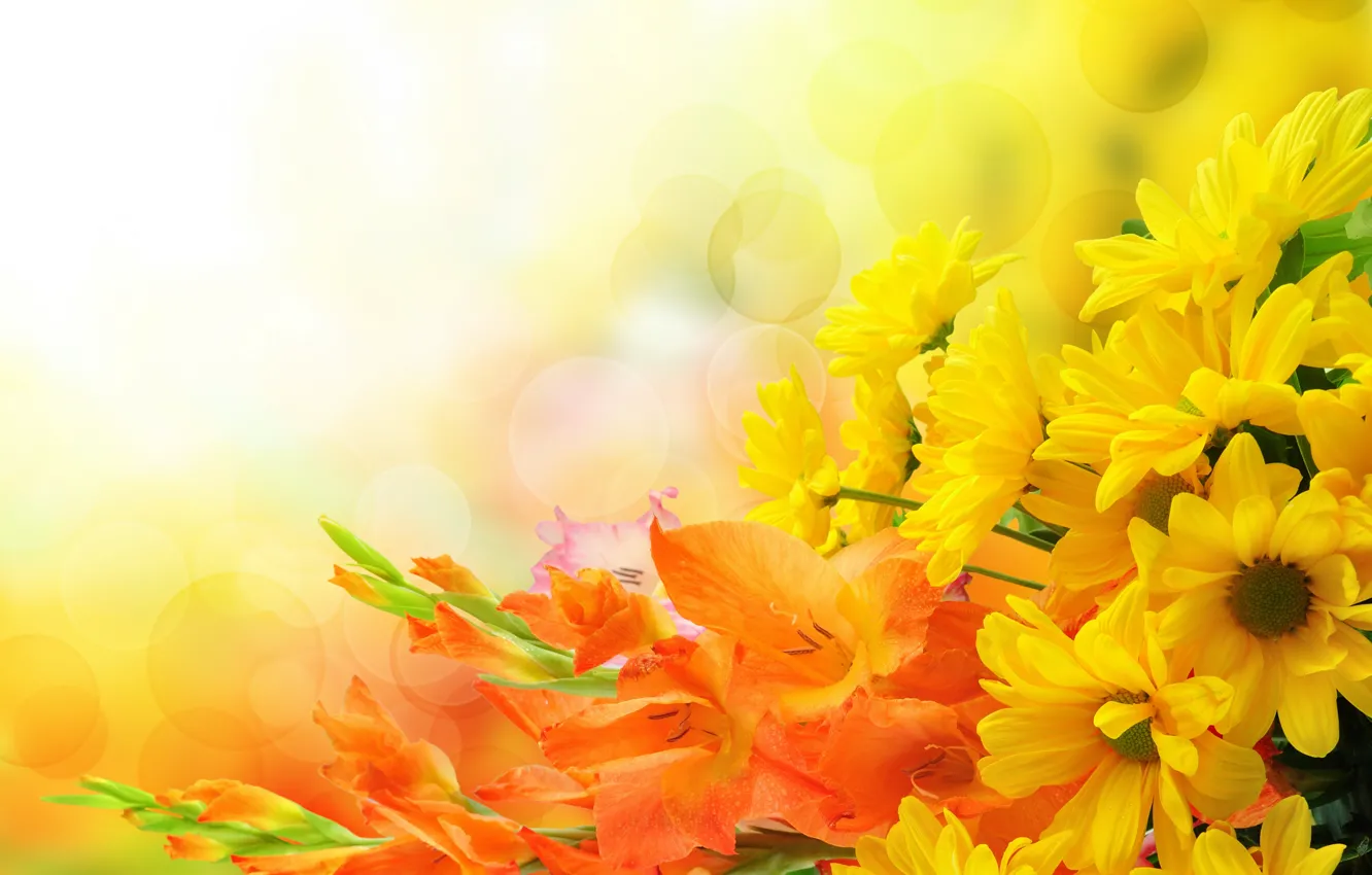 Photo wallpaper flowers, bouquet, chrysanthemum, gladiolus, flowers, bouquet, chrysanthemums, gladioli