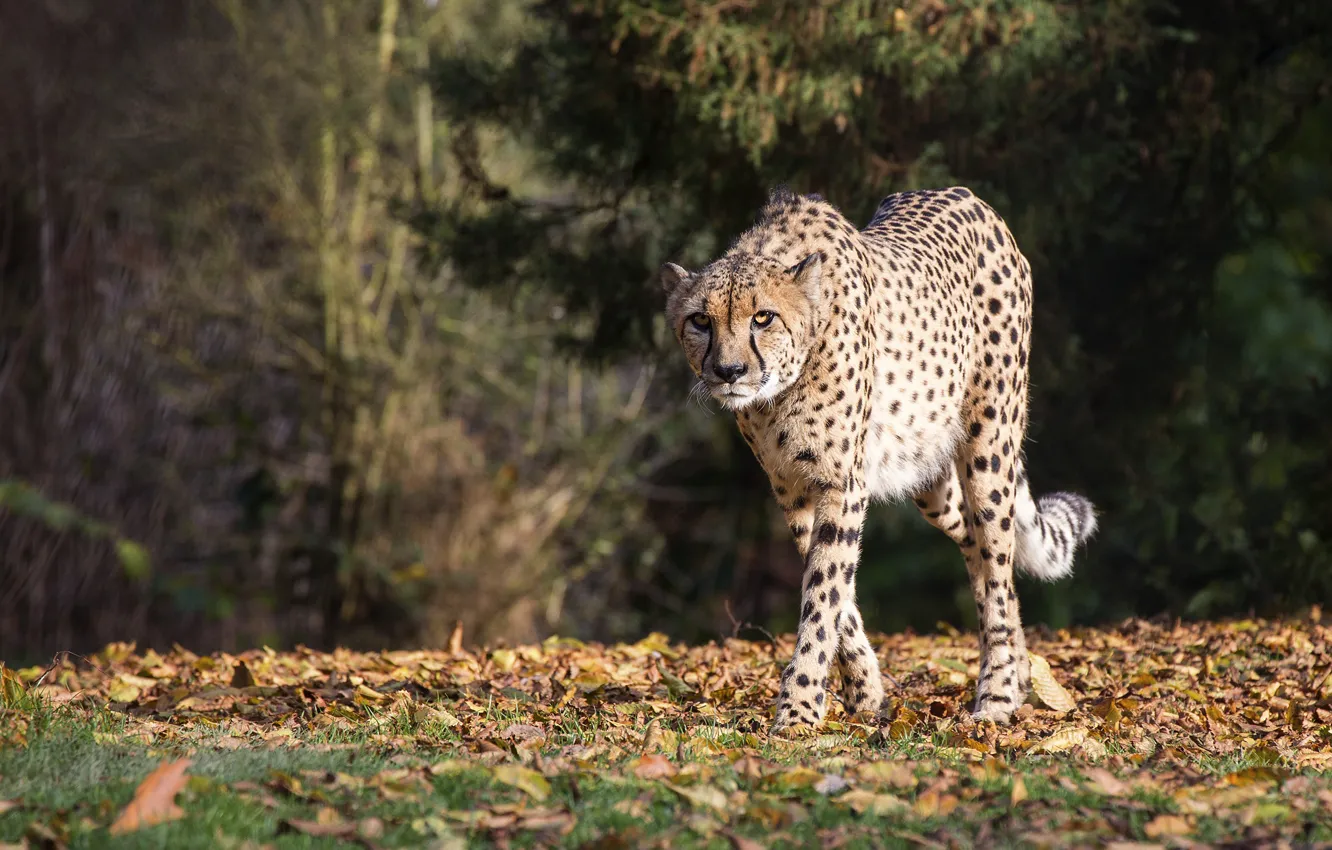 Photo wallpaper pose, walk, Cheetah, nature