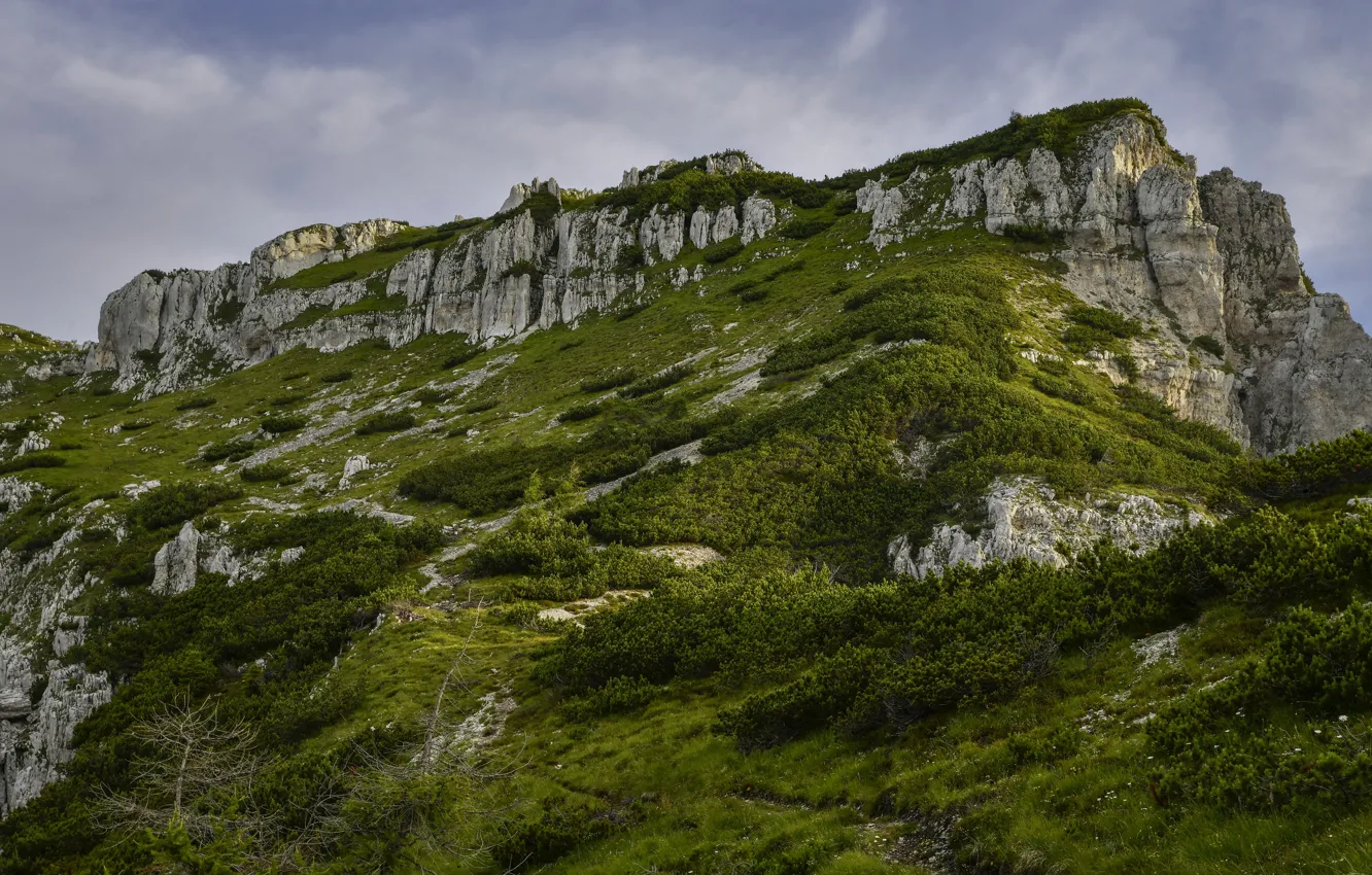 Photo wallpaper greens, summer, grass, mountains, rocks, vegetation, path, shrub