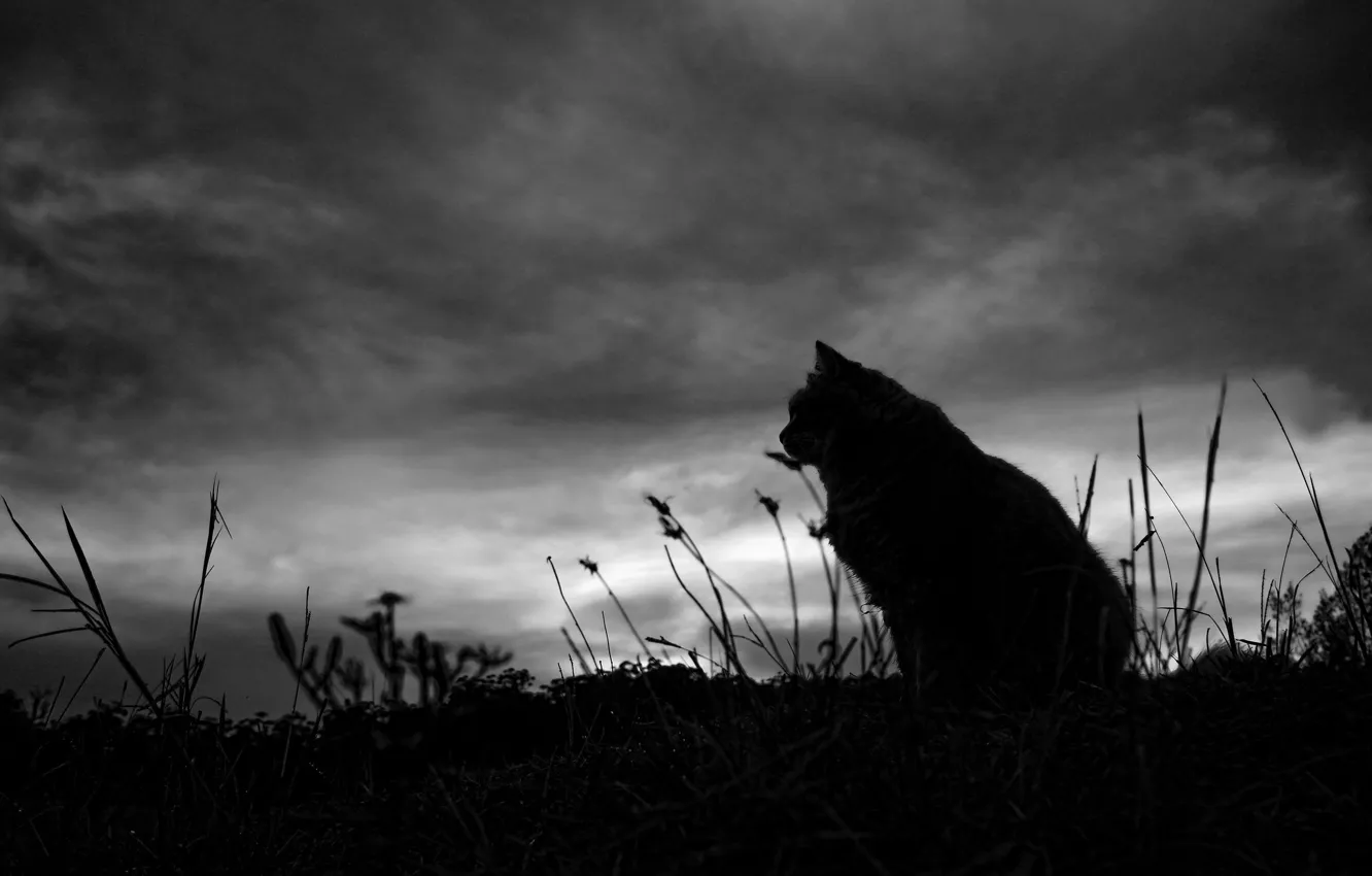 Photo wallpaper cat, the evening, silhouette, sitting