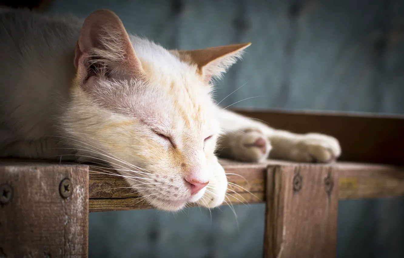 Photo wallpaper cat, background, sleeping