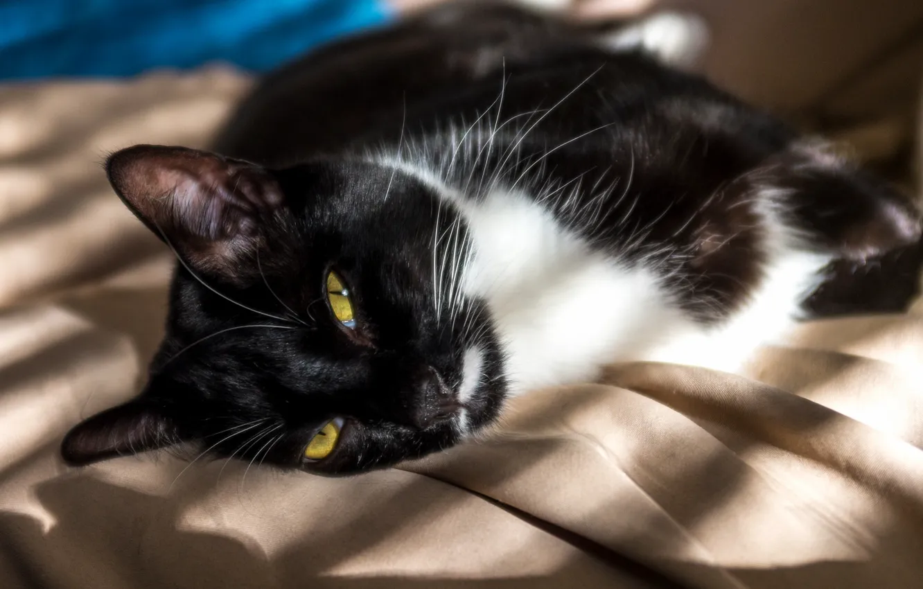 Photo wallpaper cat, look, room