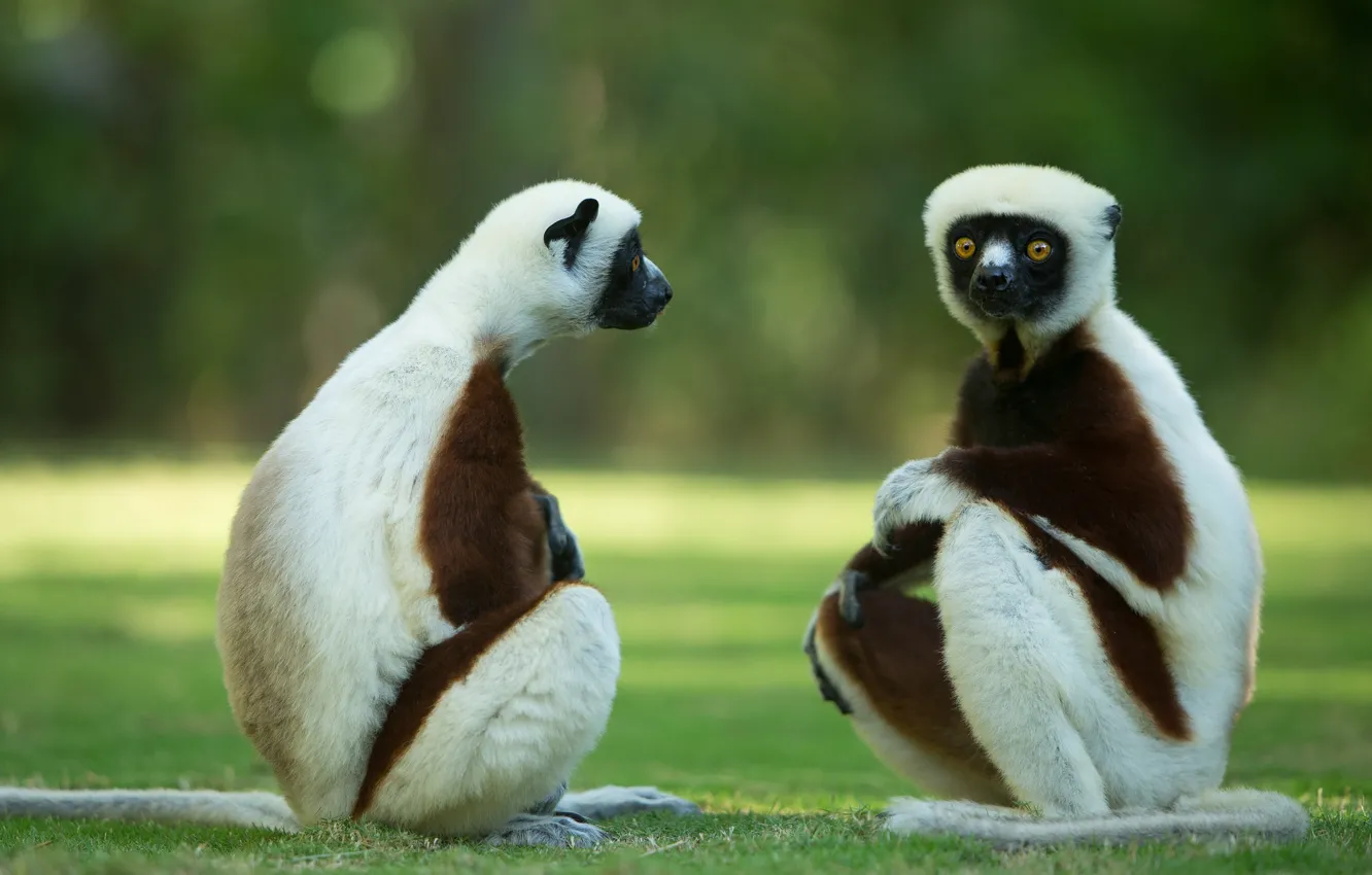 Photo wallpaper glade, two, pair, lemur, sitting, Duo