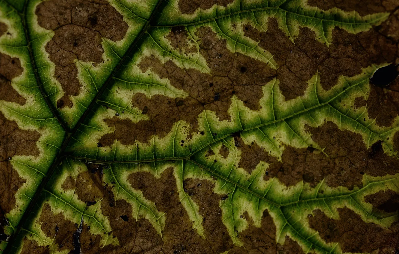 Photo wallpaper autumn, leaves, macro, nature