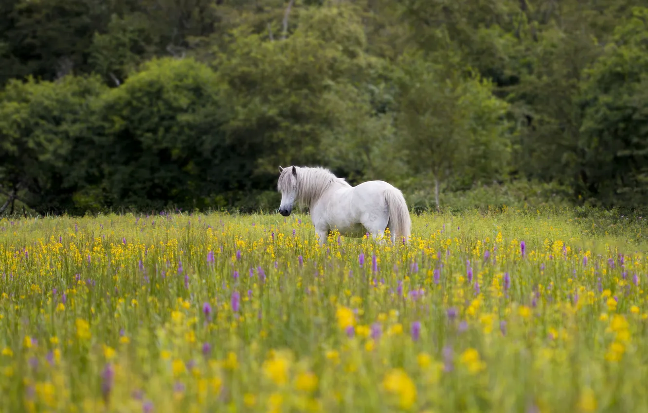 Photo wallpaper flowers, horse, horse, meadow