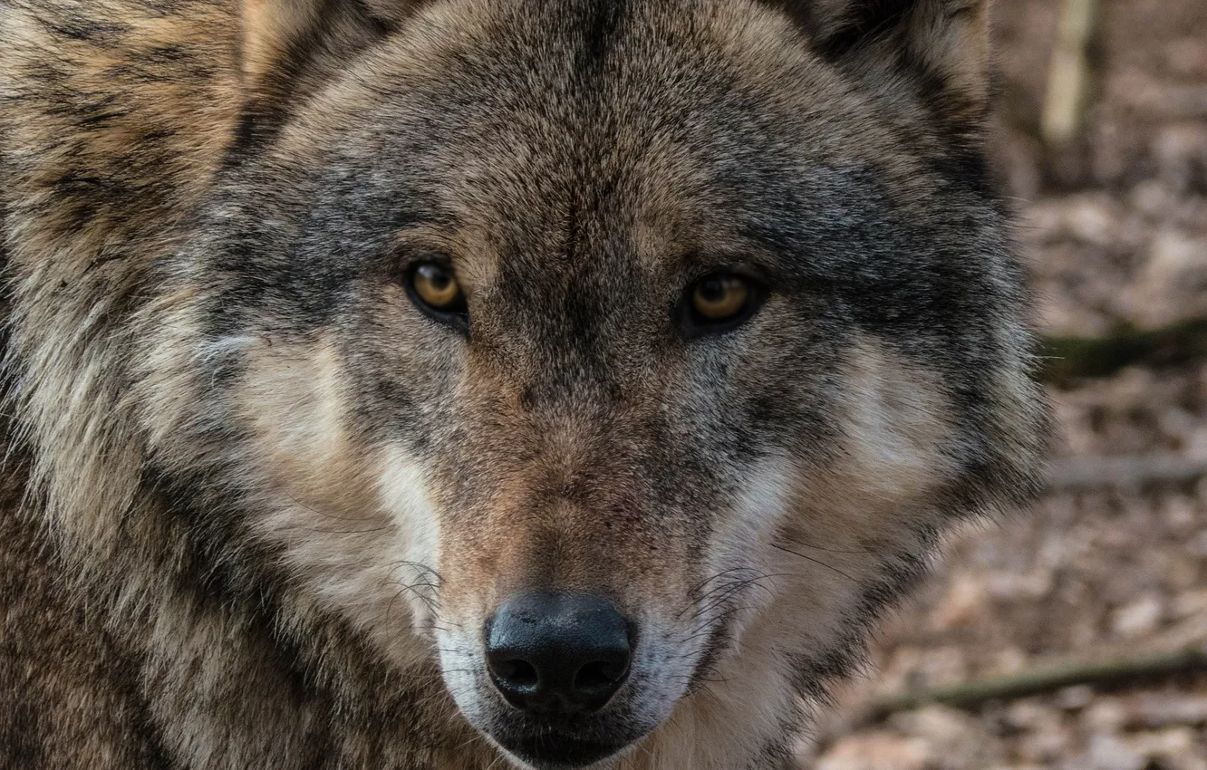 Photo wallpaper Predator, nature, snow, face, animal, wolf, canis lupus, wildlife