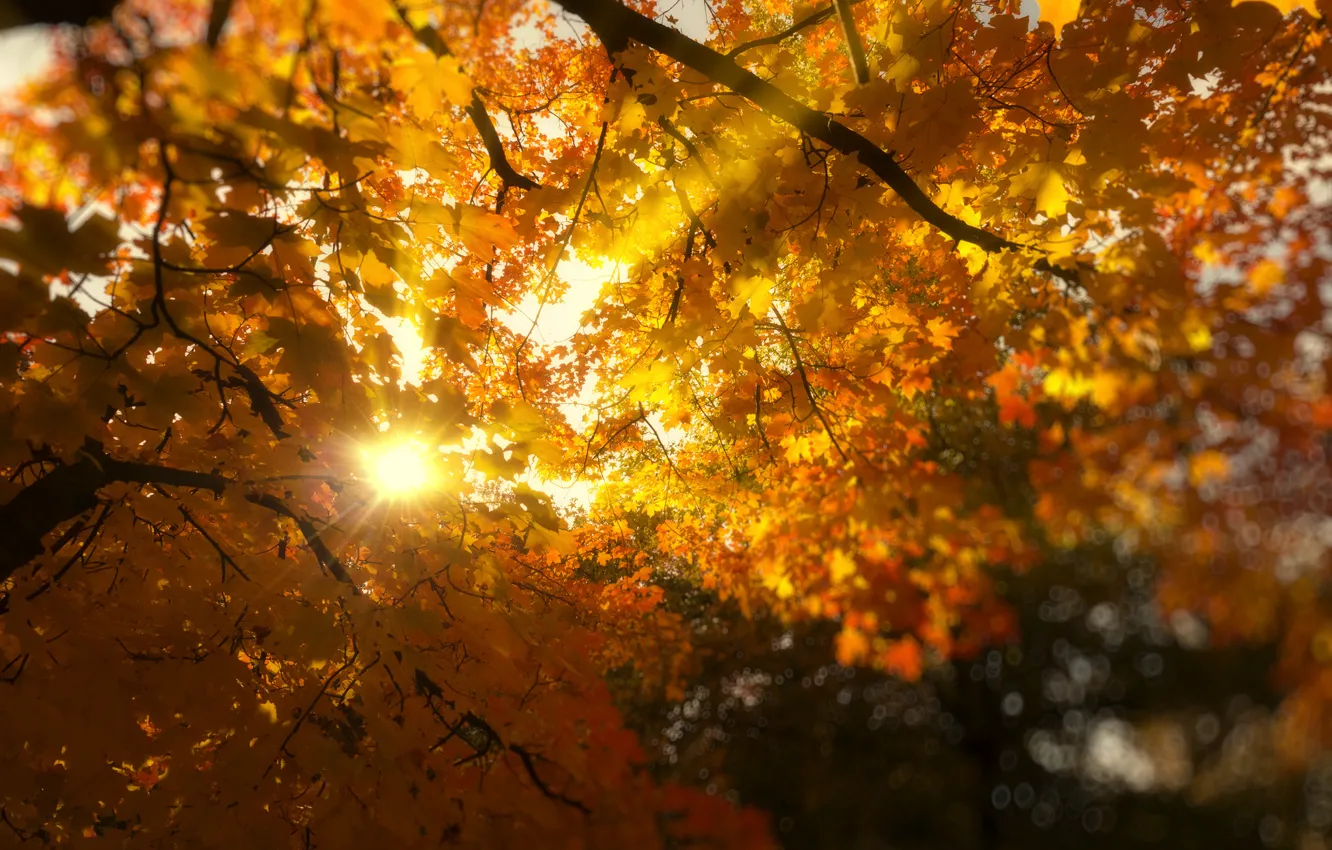 Photo wallpaper autumn, leaves, the sun, rays, light, trees, branches, yellow