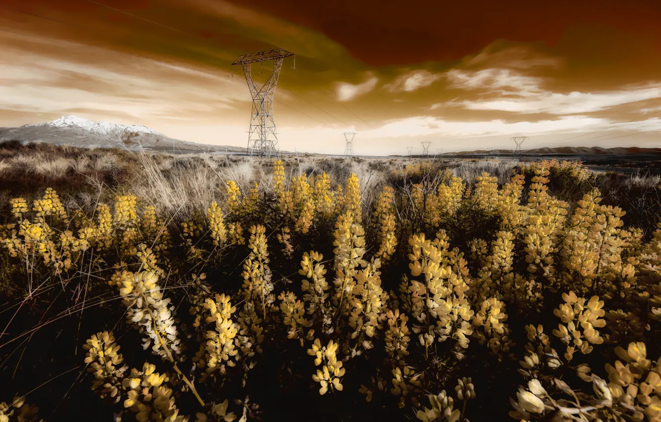 Photo wallpaper field, landscape, flowers, power lines