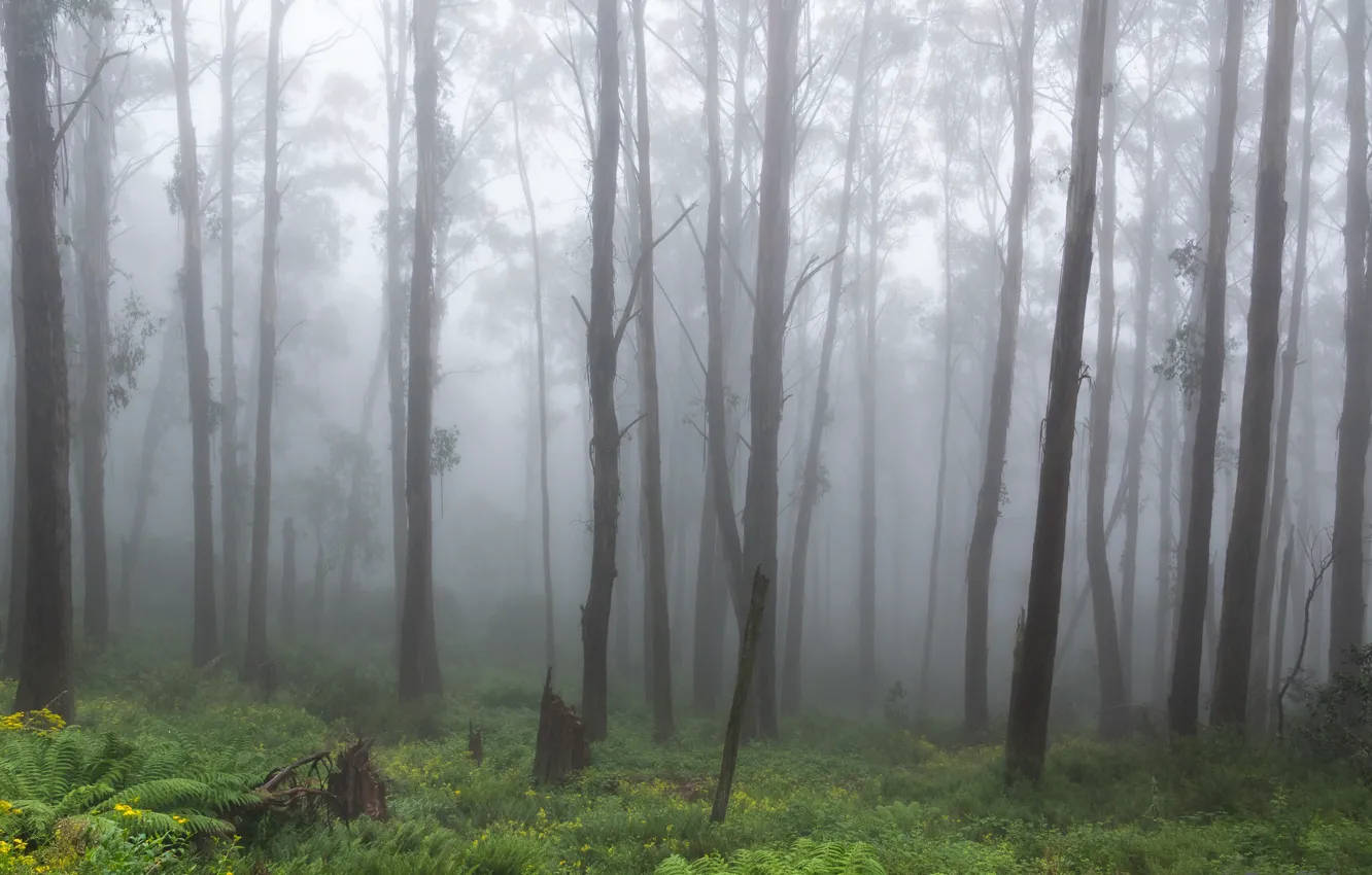 Photo wallpaper forest, trees, nature, fog, Victoria, Australia, fern, Australia