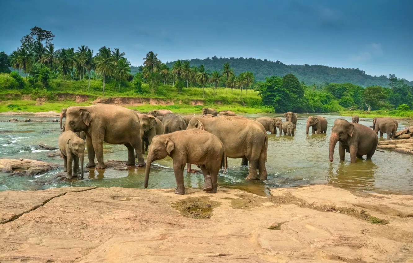 Photo wallpaper landscape, tropics, river, palm trees, elephant, drink, the herd