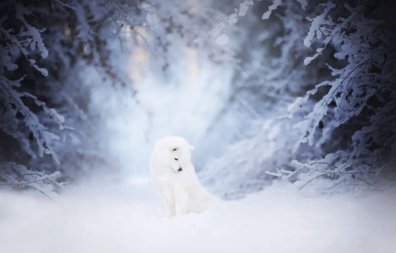 Photo wallpaper winter, forest, white, snow, trees, branches, nature, fog