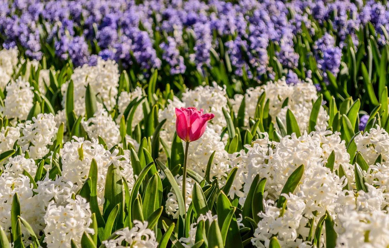 Photo wallpaper light, flowers, spring, garden, tulips, pink, white, flowerbed