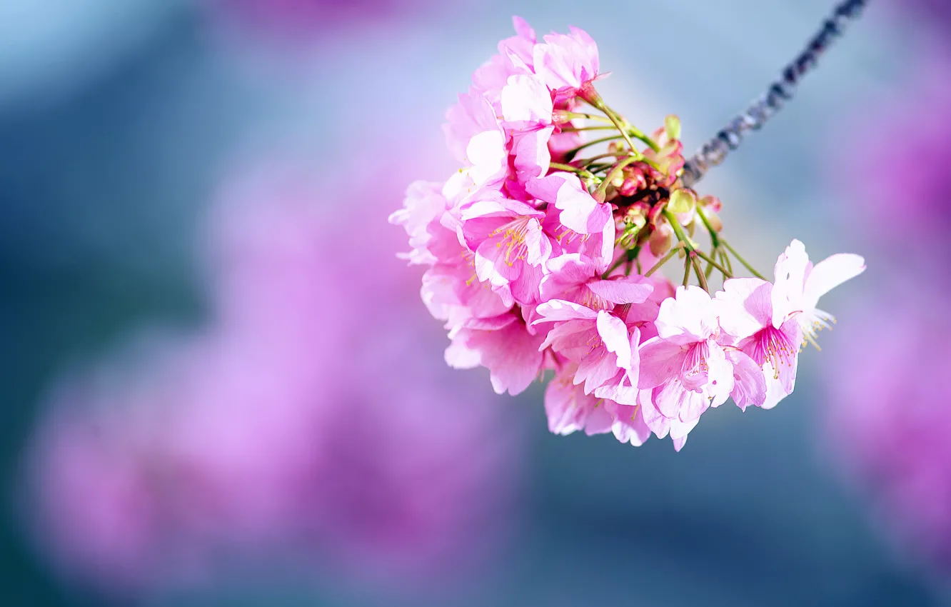 Photo wallpaper flowers, branch, spring, Sakura, flowering