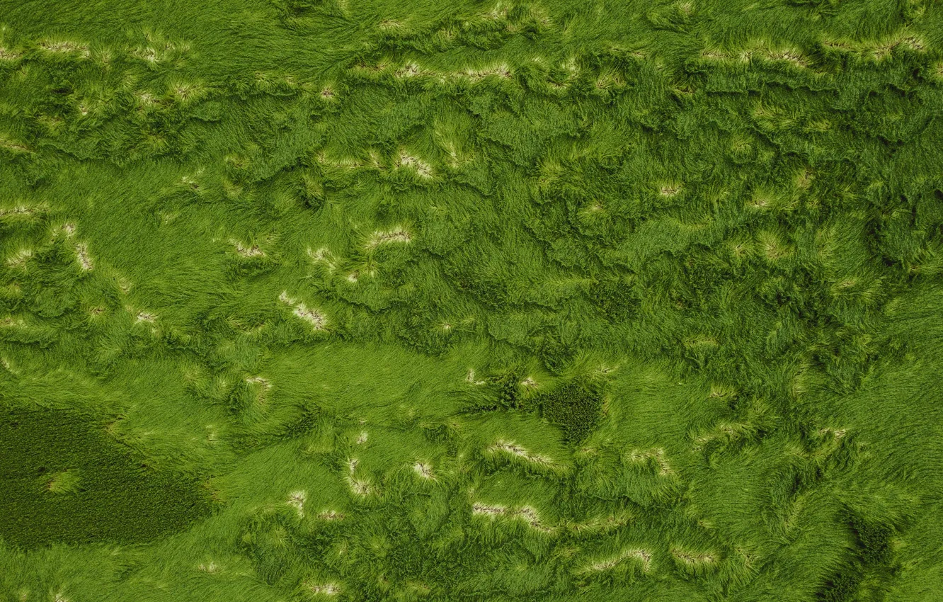 Photo wallpaper greens, grass, grass, the view from the top, greenery, view from above