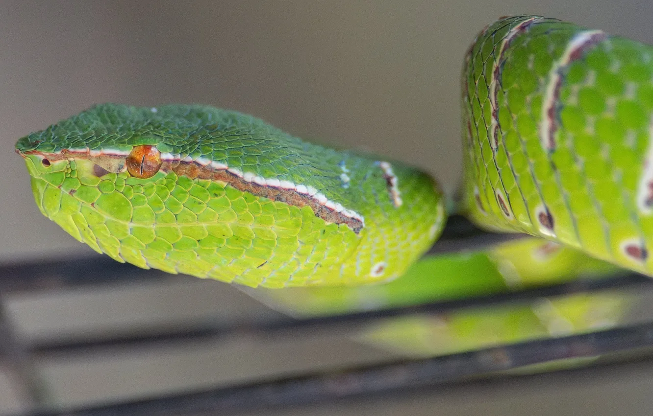 Photo wallpaper green, background, snake