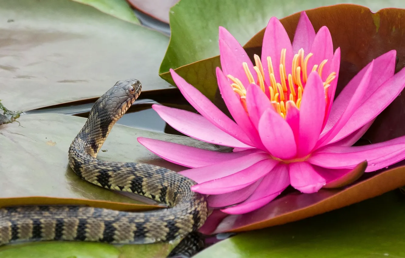 Photo wallpaper flower, leaves, snake, Lily, Nymphaeum, water Lily