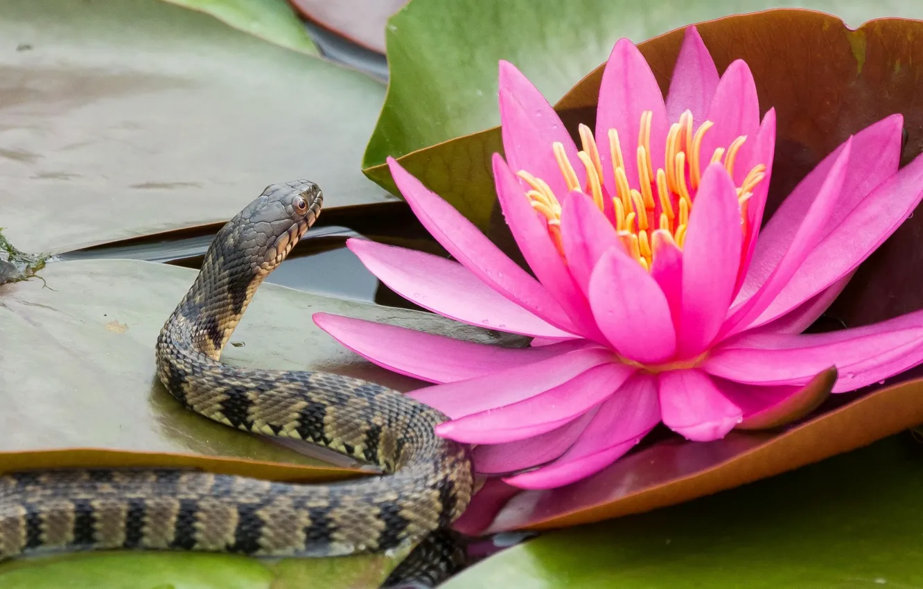 Photo wallpaper leaves, flowers, snake, Lily, Nymphaeum, water Lily