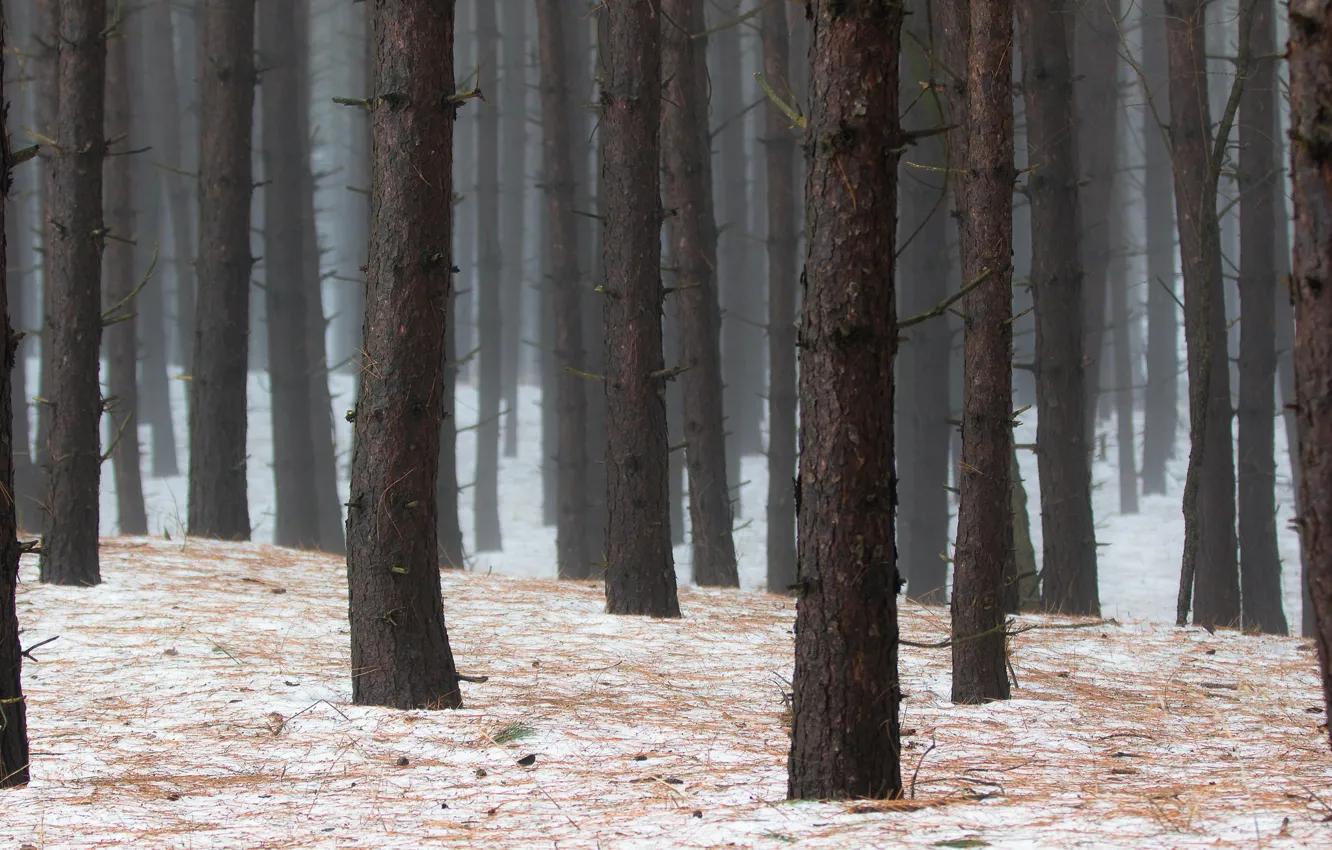 Photo wallpaper winter, forest, trees