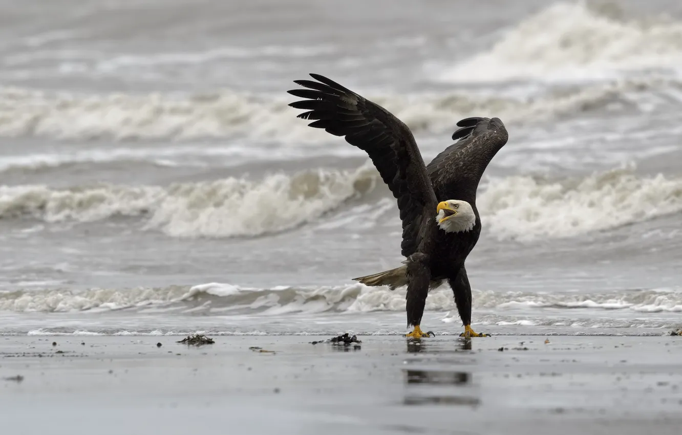 Photo wallpaper bird, shore, Bald eagle, DUELL ©