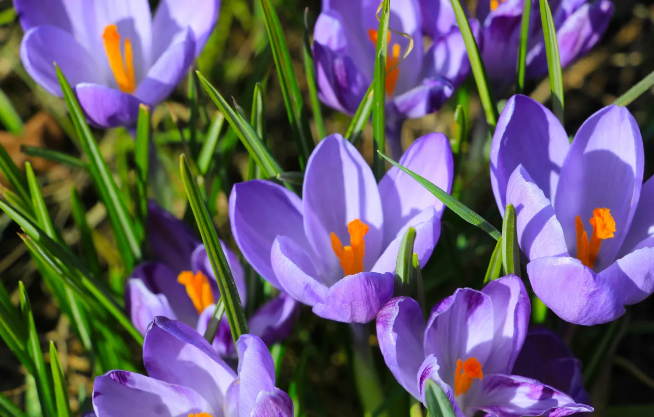 Wallpaper flower, spring, crocus images for desktop, section природа ...