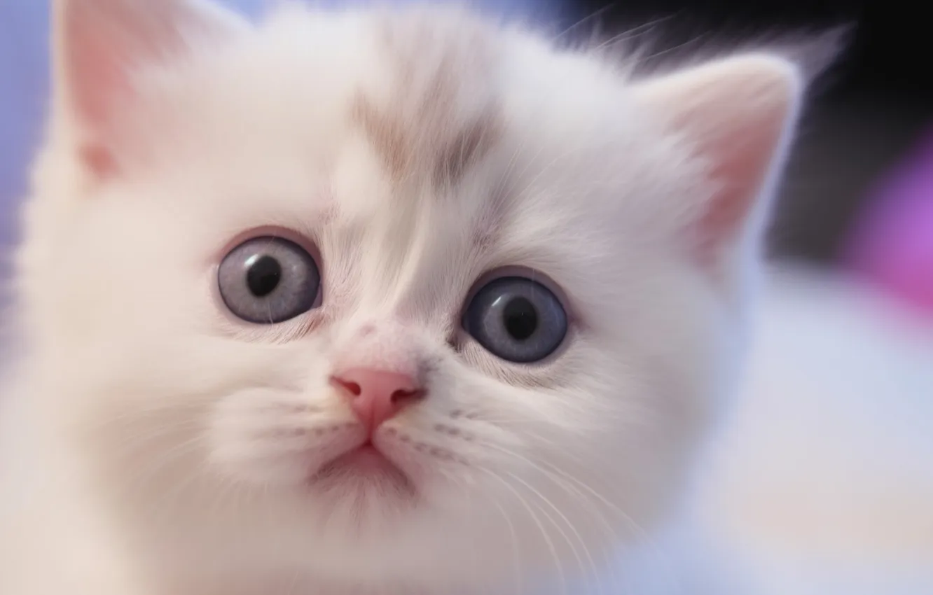 Photo wallpaper cat, white, look, pose, baby, kitty, face, the expression