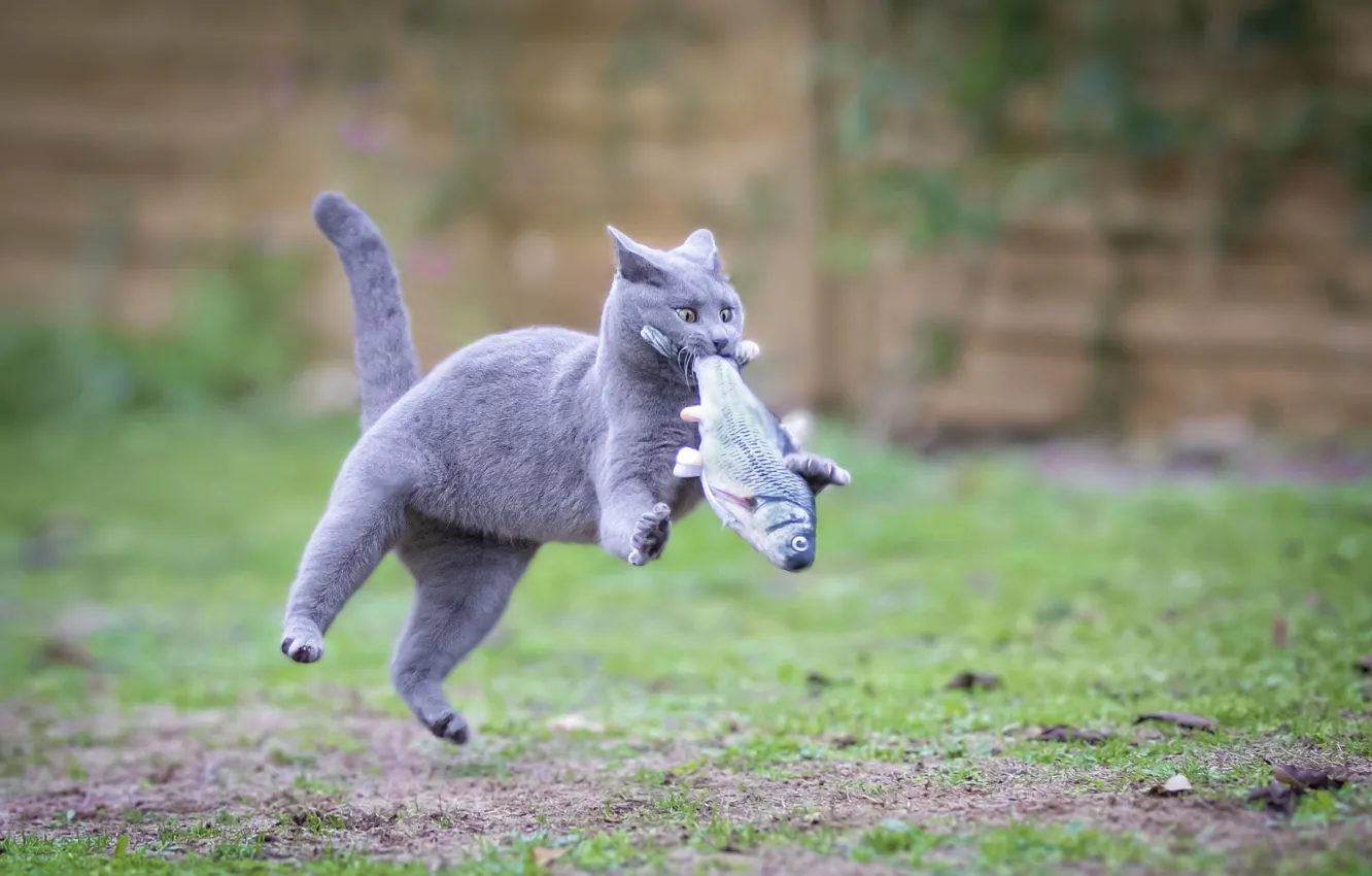 Photo wallpaper cat, toy, grey, jump, hunter, mining, fish, cat