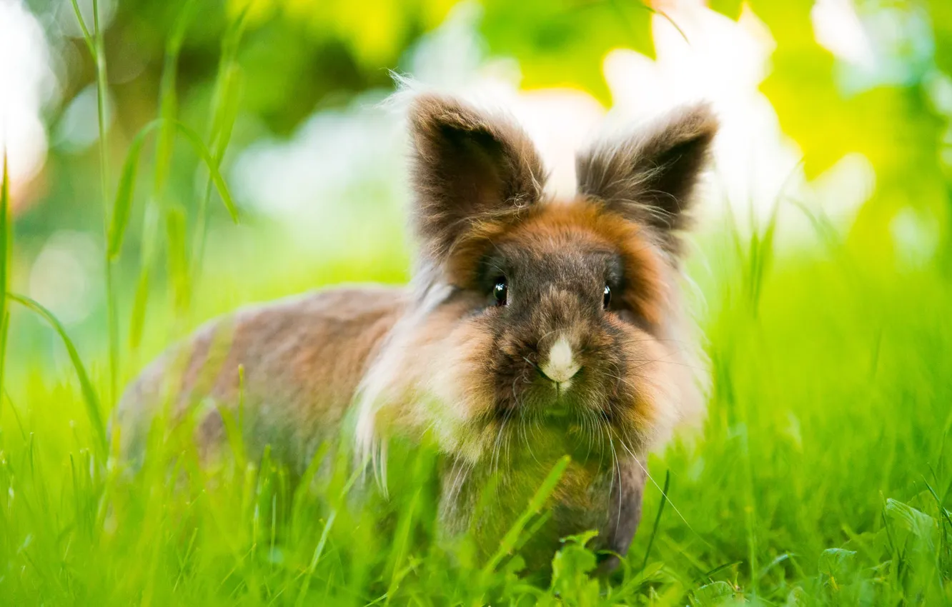 Photo wallpaper greens, grass, nature, glade, hairy, fluffy, rabbit, face