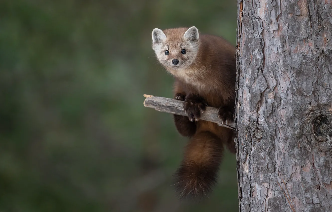 Photo wallpaper look, trees, branches, nature, pose, trunk, green background, bitches