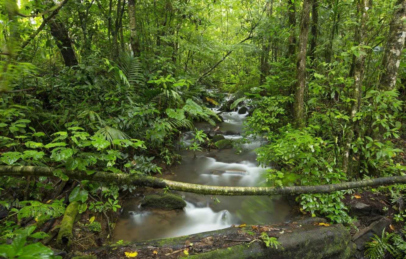Photo wallpaper forest, trees, nature, river, stream