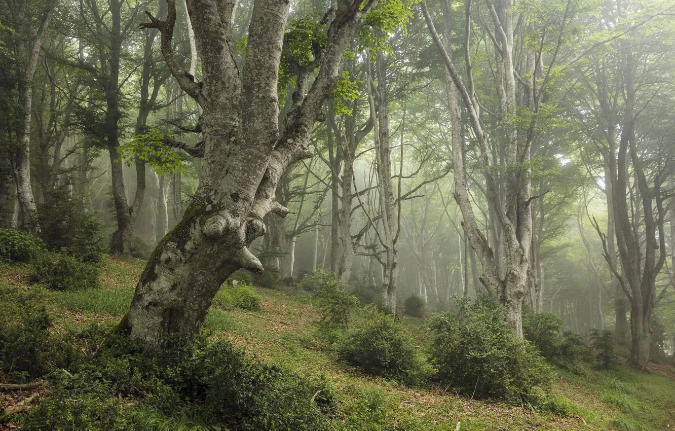 Photo wallpaper forest, nature, fog