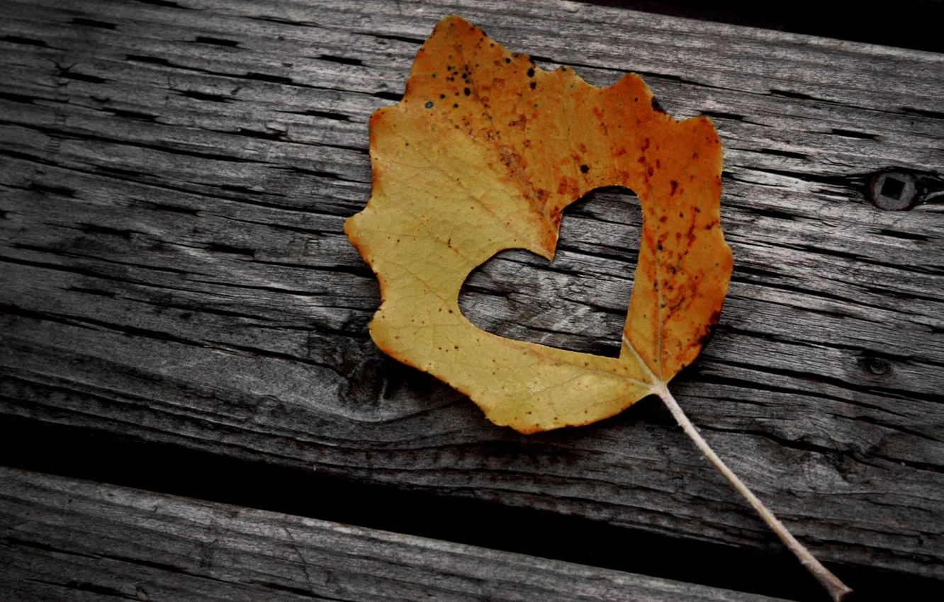 Photo wallpaper autumn, leaves, creative, tree, mood, foliage, heart, leaf