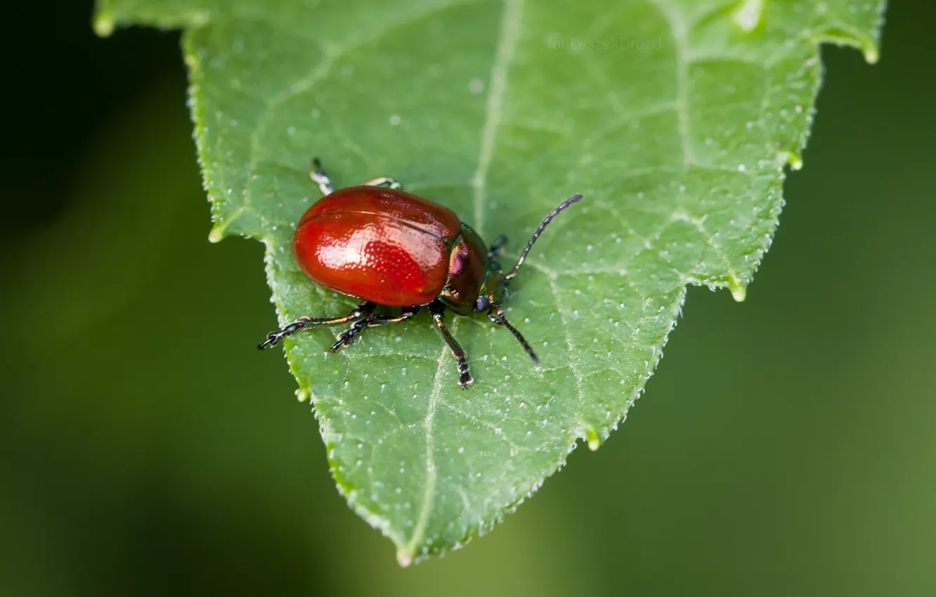 Photo wallpaper nature, beetle, macro, bokeh, leaf, worm