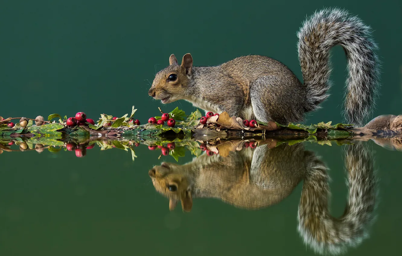 Photo wallpaper autumn, leaves, water, pose, reflection, berries, grey, protein