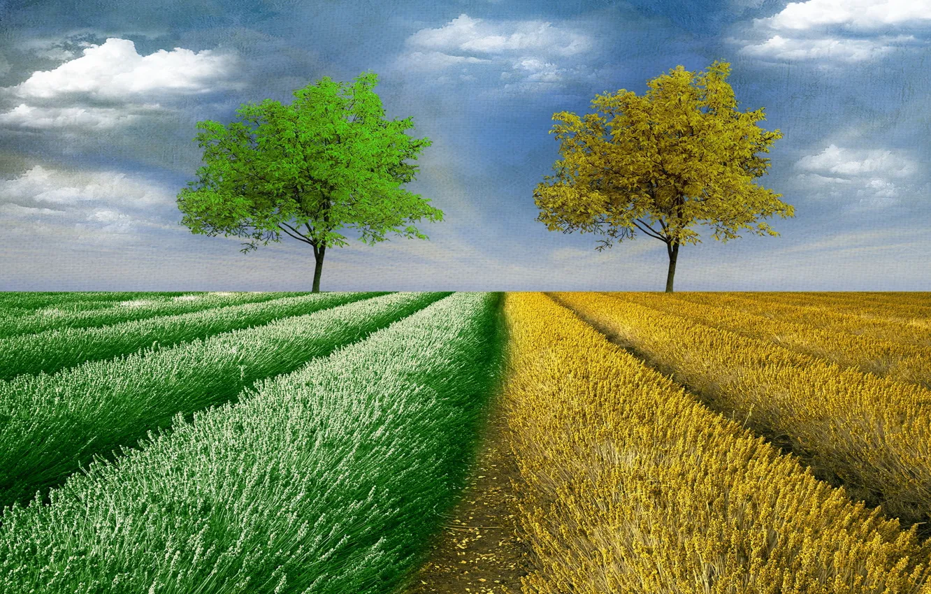 Photo wallpaper field, trees, style, background