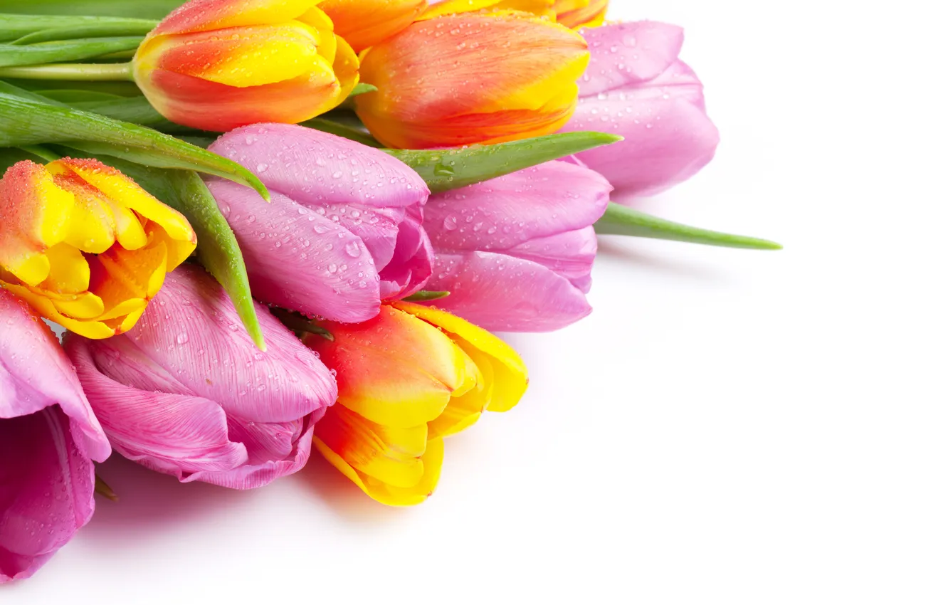 Photo wallpaper flowers, bouquet, colorful, tulips, pink, flowers, tulips, spring