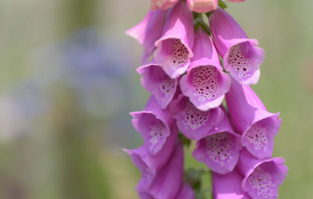 Photo wallpaper macro, flowers, background, pink, bokeh, digitalis